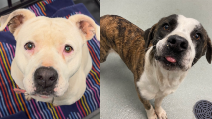 Shelter’s Most Ignored Dogs: These 6 Gorgeous Pups Have Waited for a Home the Longest