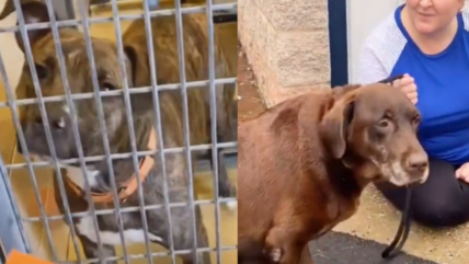 Watch This Shelter Dog’s Priceless Reaction When She Finds Out She’s Been Adopted!