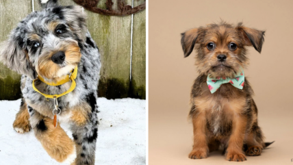 These 11 Dogs Look Just Like Teddy Bears—And They’re All Up for Adoption!