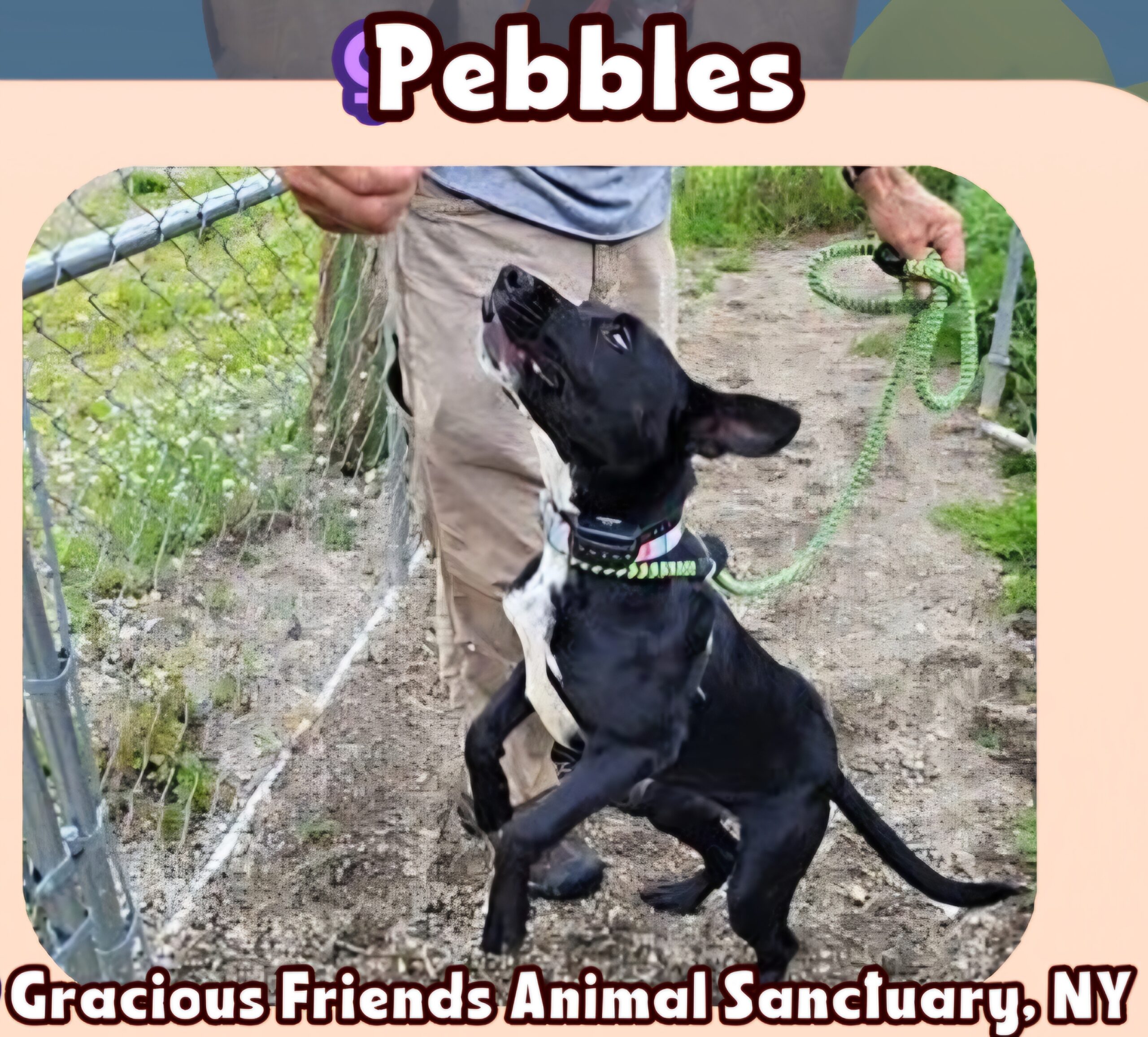 Pebbles