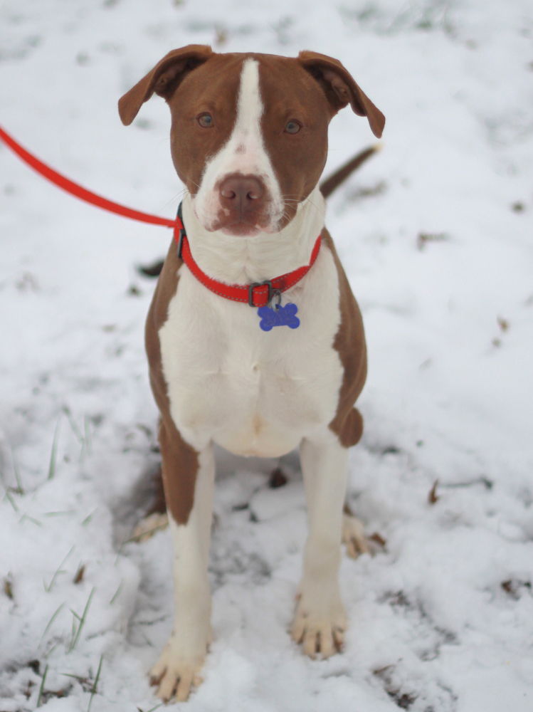 Lottie - FREE TO ADOPT!