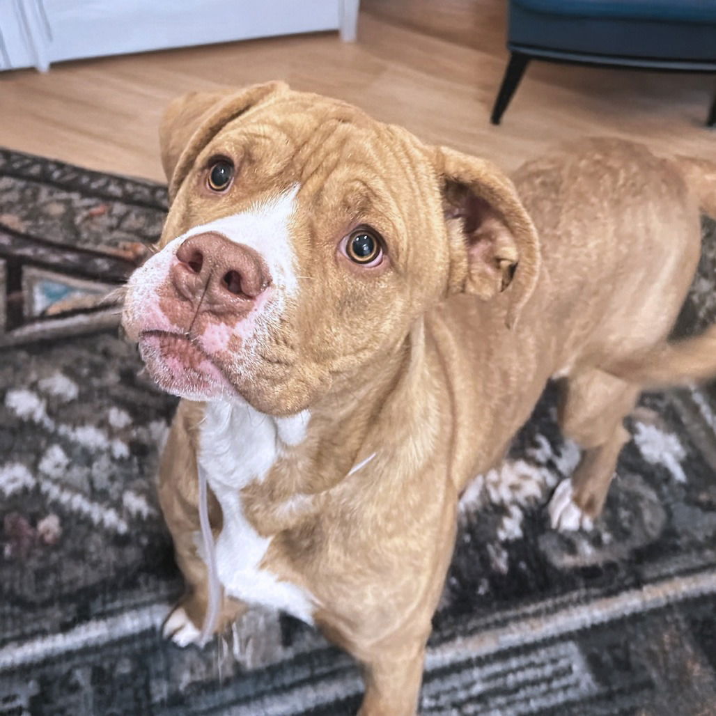Cooper