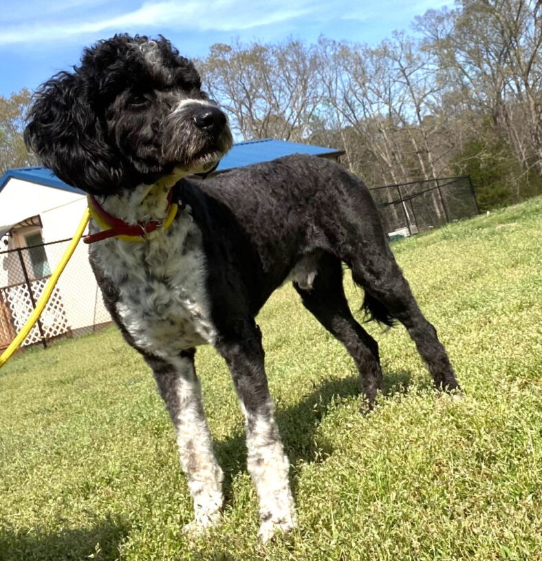 Skipper Mar 25