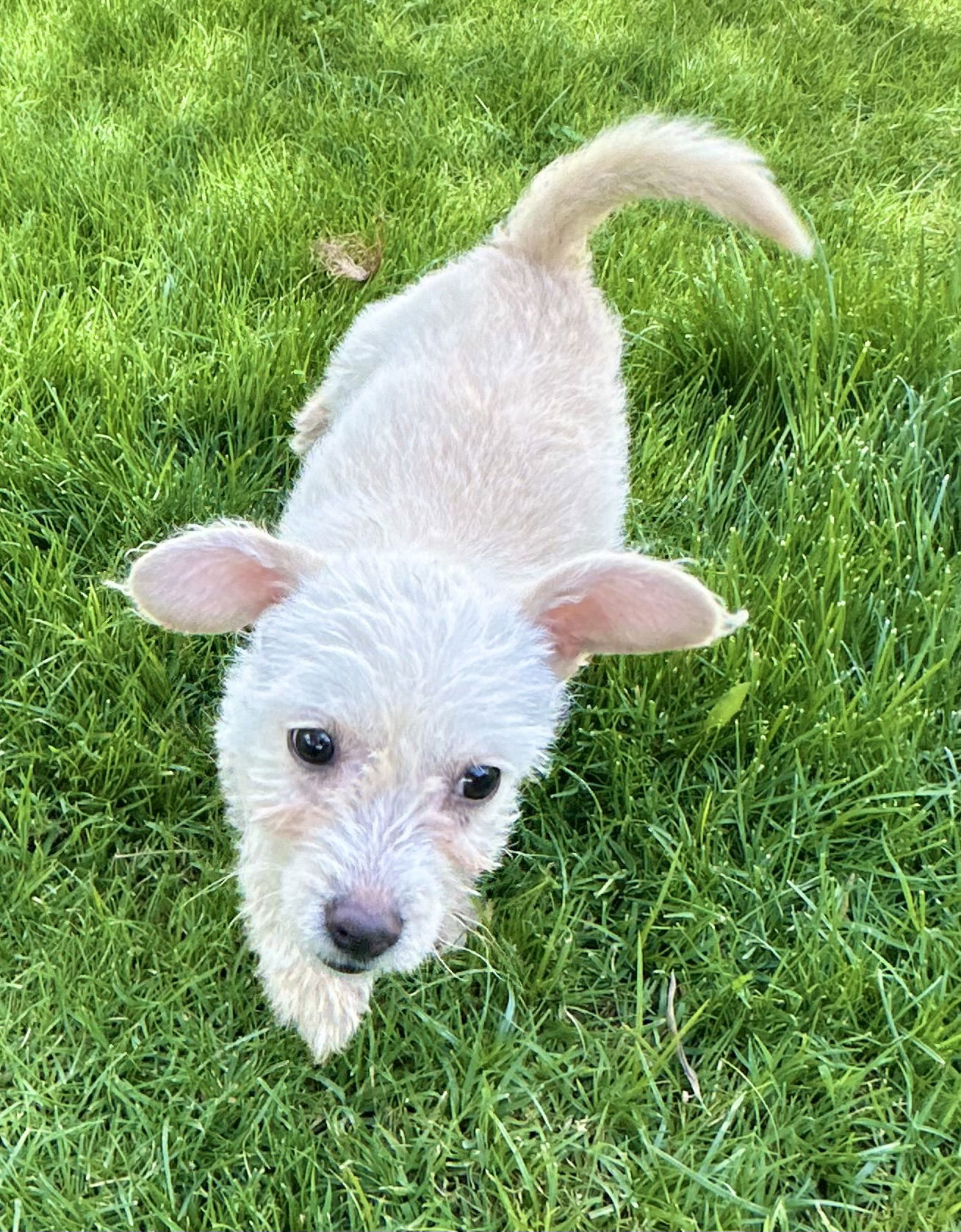 Phoebe