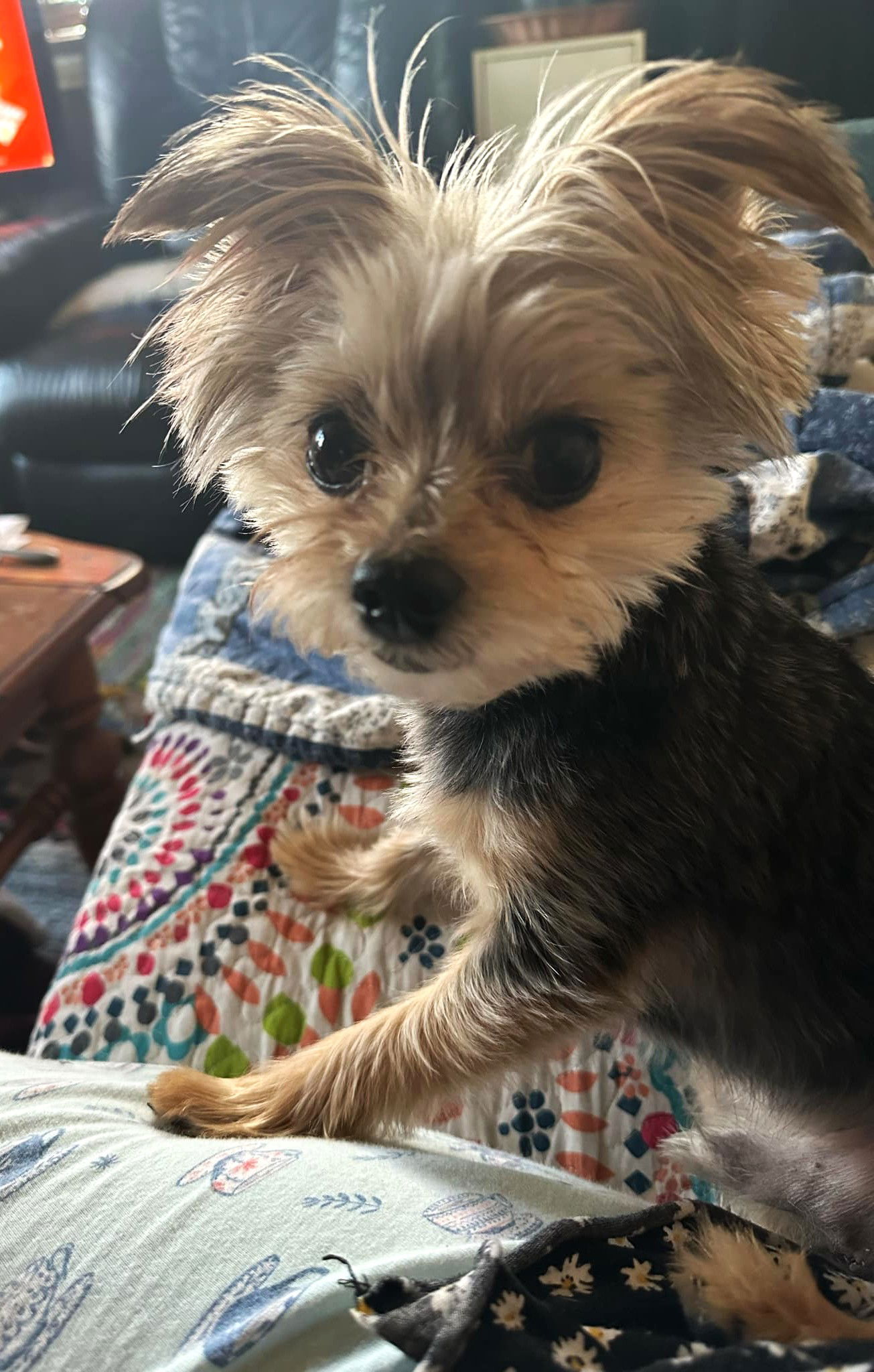 JOJO