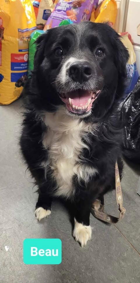 Beau