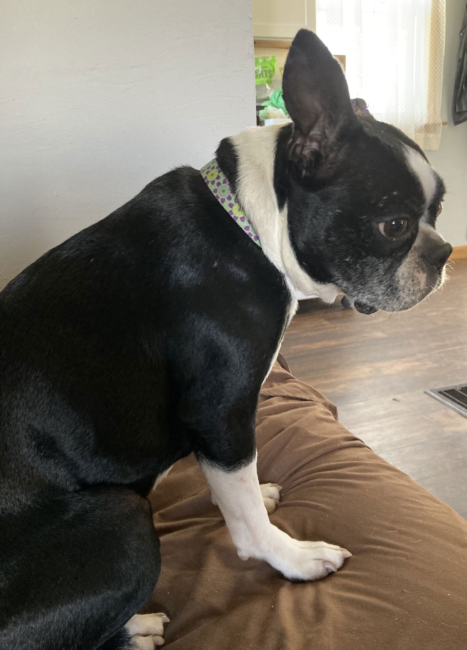 Peggy Sue