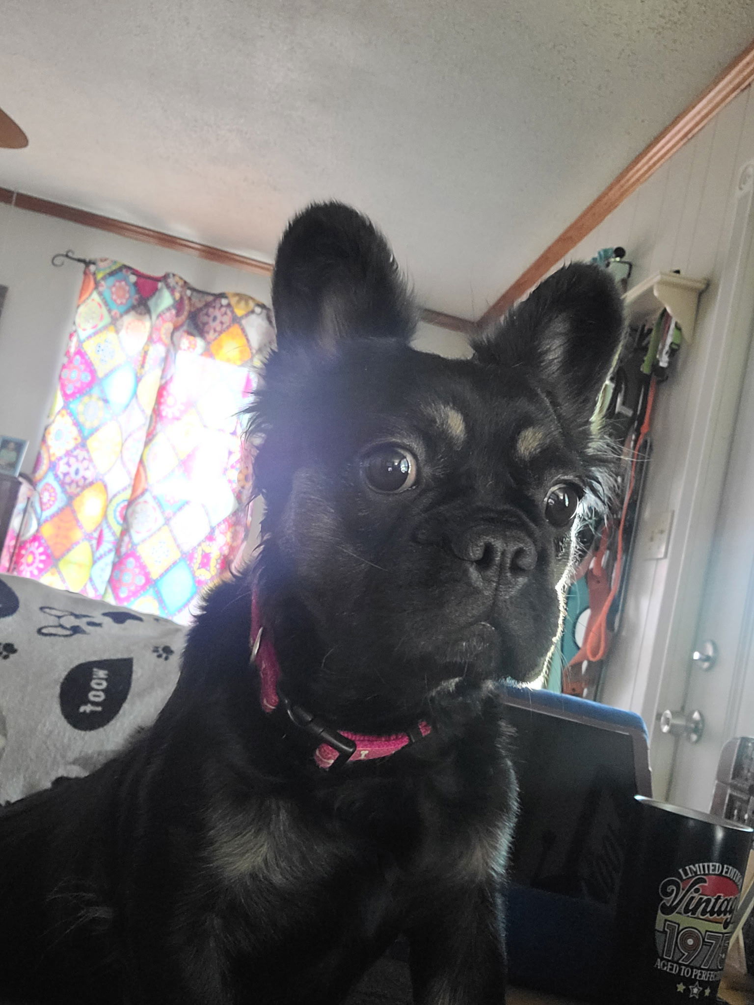 Bailee