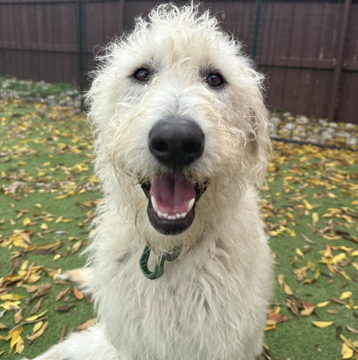 Daisy
