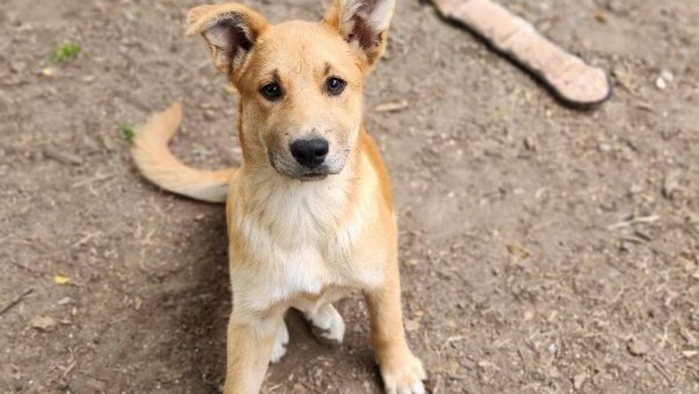 Puppy 26765 (Kamilla)