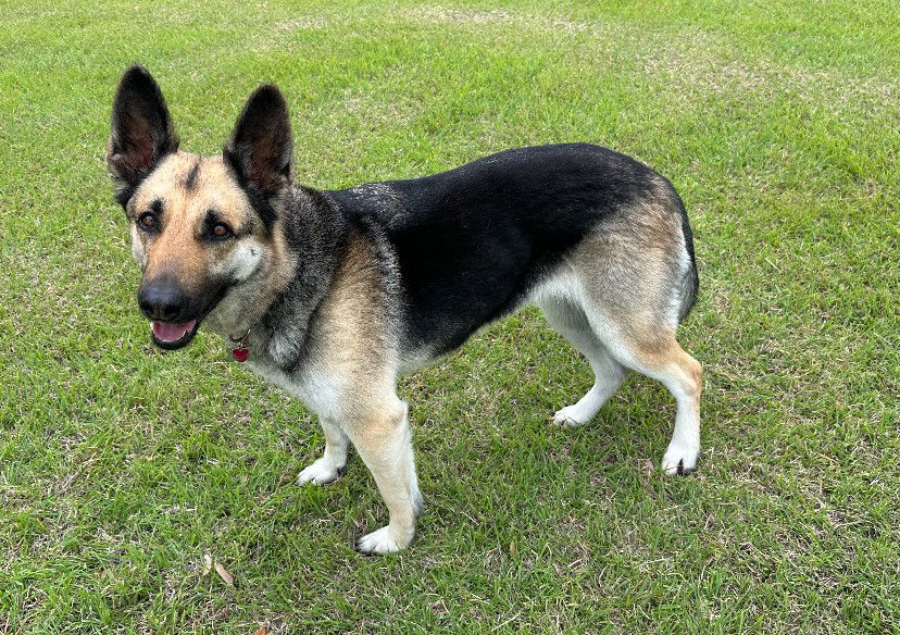 Jesi