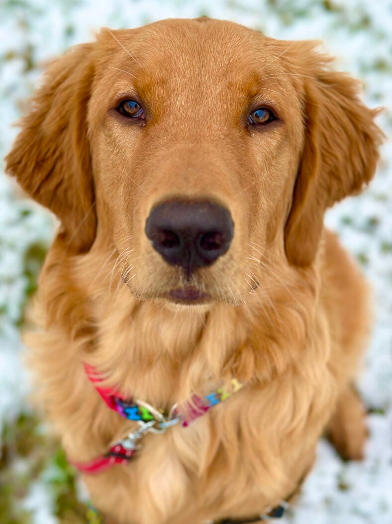 Loki