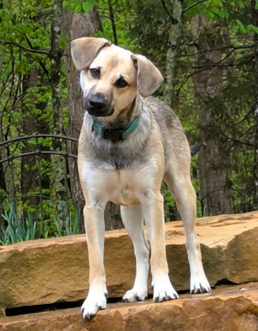 Zeke *COURTESY LISTING*
