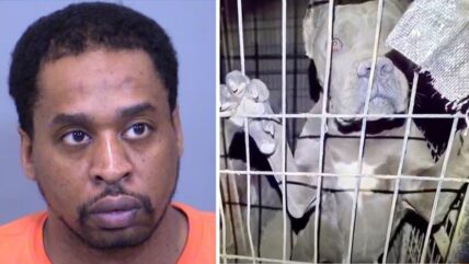 Backyard Breeder Abandons 21 Dogs in Arizona — Survivors Found in Unimaginable Conditions | Sign the Petition
