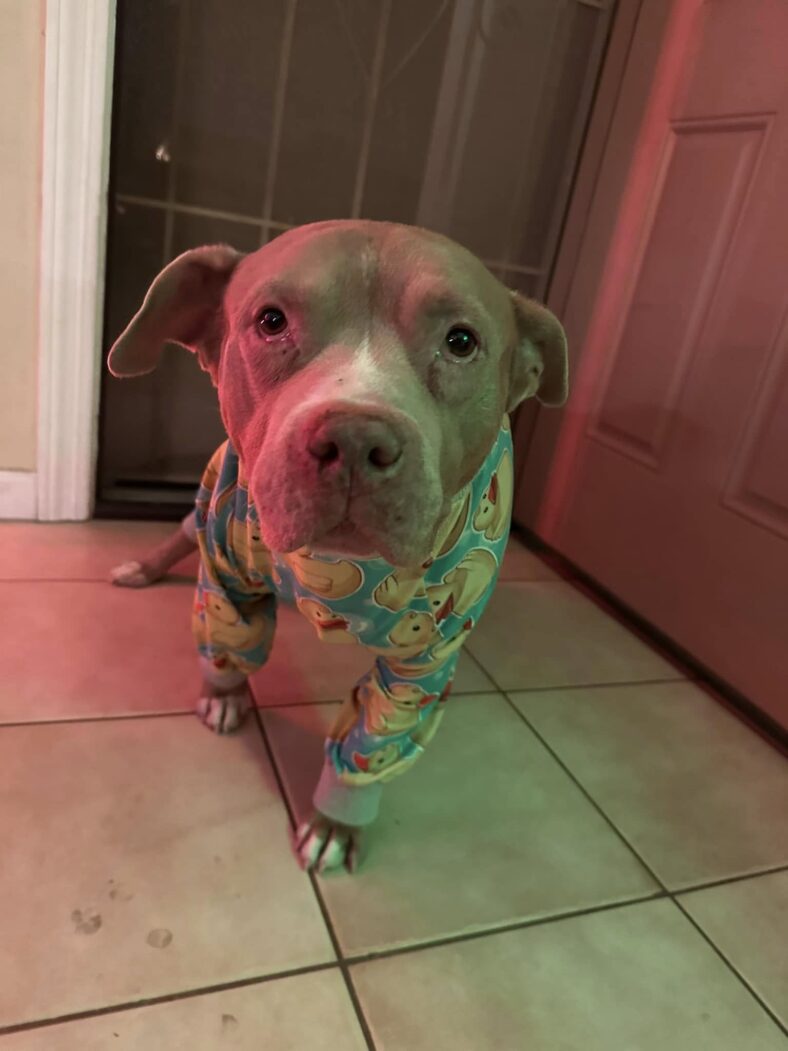 Bentley, a senior Pitbull