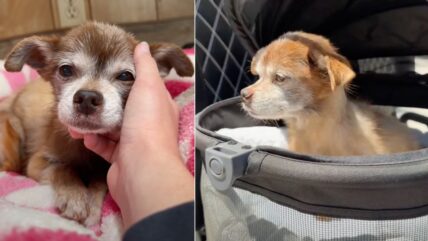 Bittersweet Tears As Hospice Dog Enjoys A Golf Cart Ride in His Final Days