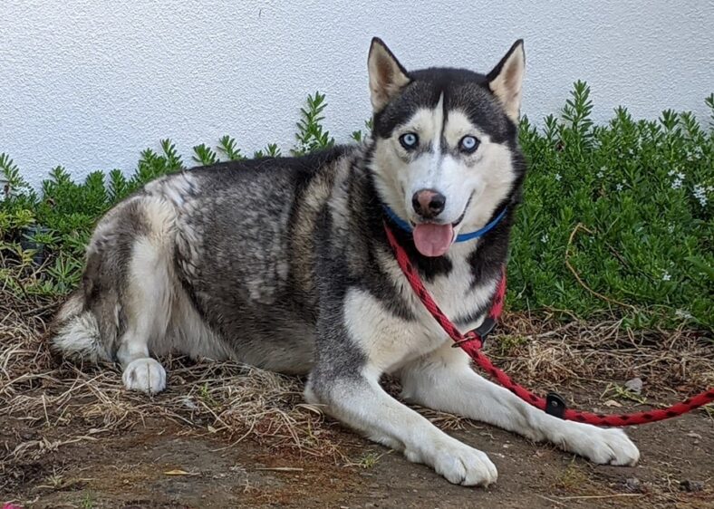 Duke Atreidis