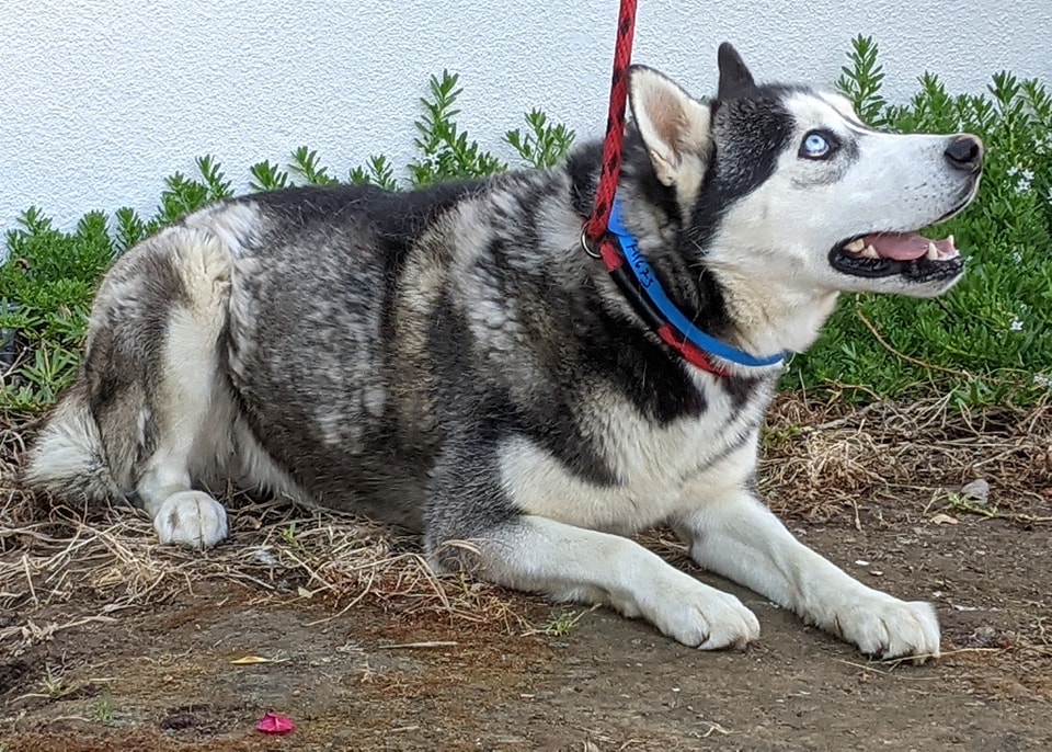 Duke Atreidis