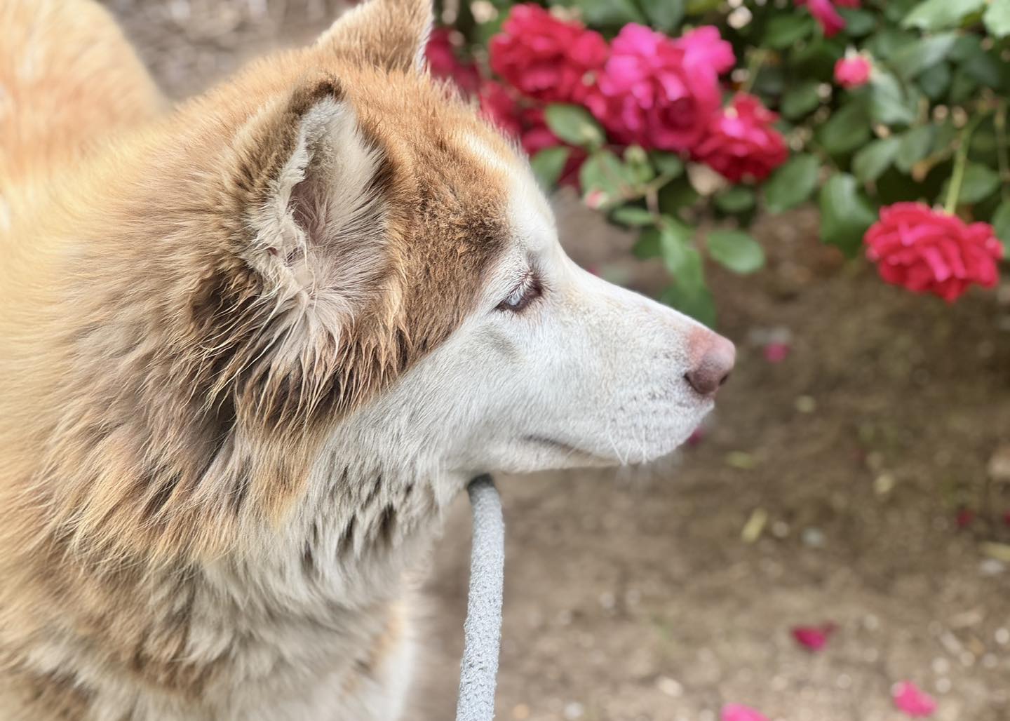 Ginger