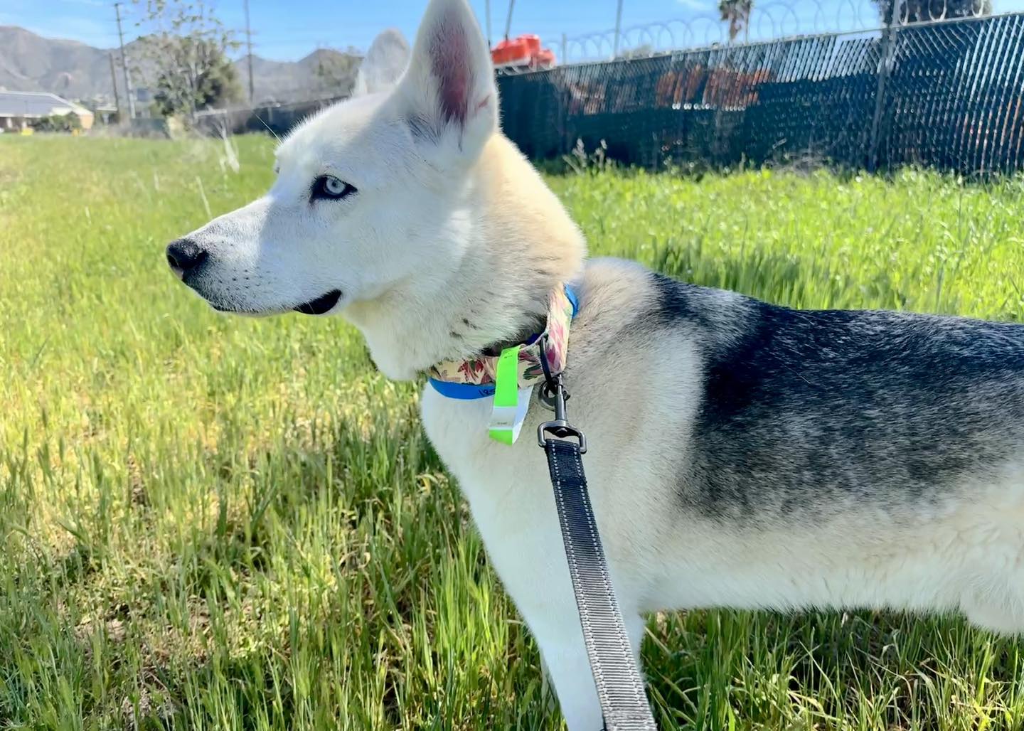 Koda