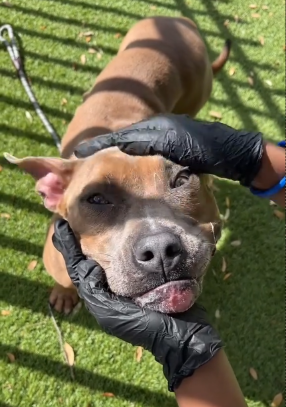 Maddie, the pitbull in the shelter
