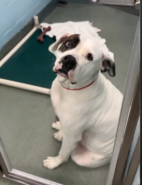 Cardamon - a Bulldog mix in shelter