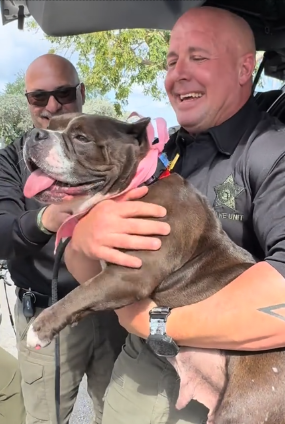Dog Was Dodging Traffic With Police in Pursuit—But She Was Running From Something Far Worse