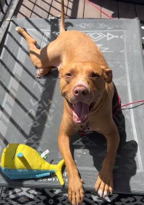 Dog with PTSD
