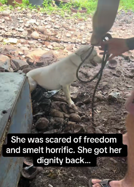 Dog Spent Her Entire Life in Chains