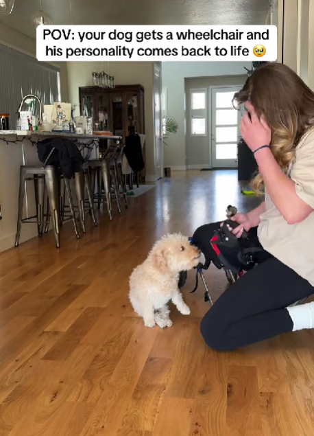 Paralyzed Pup’s First Wheelchair Moment