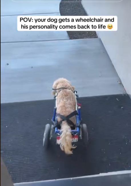 Paralyzed Pup’s First Wheelchair Moment