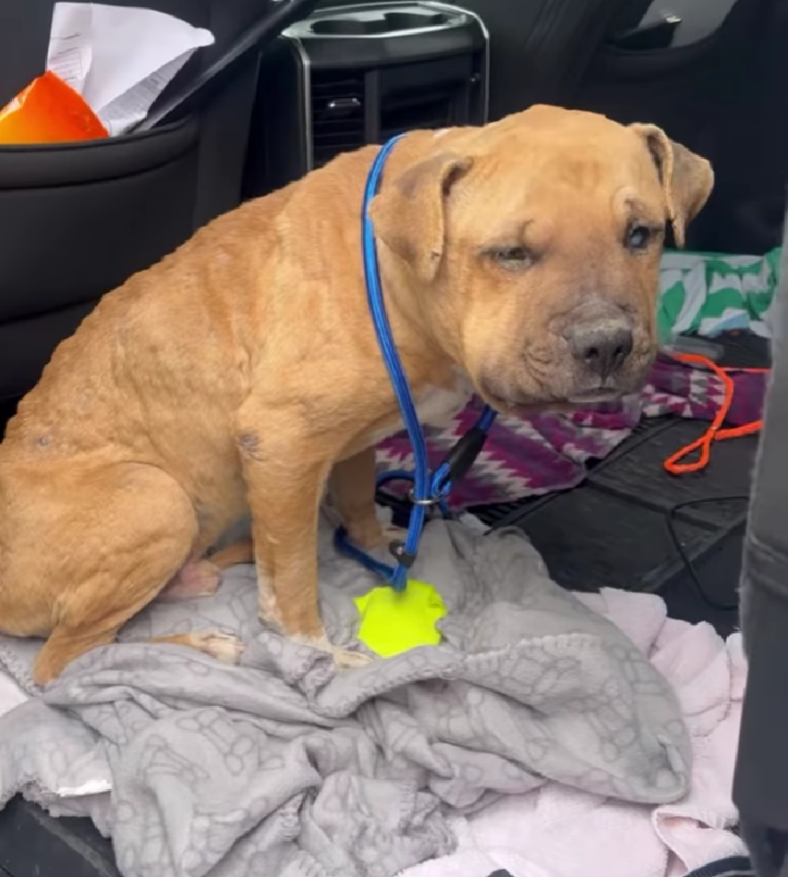 No One Helped the Dog With the Swollen Face—Until One Person Did. What Happened Next Is Heartbreaking