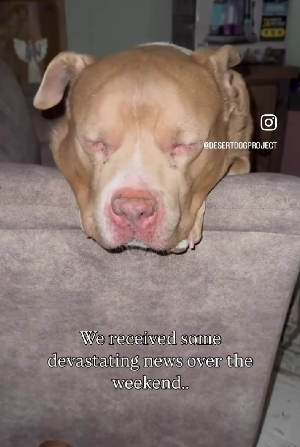 Bentley, a senior Pitbull