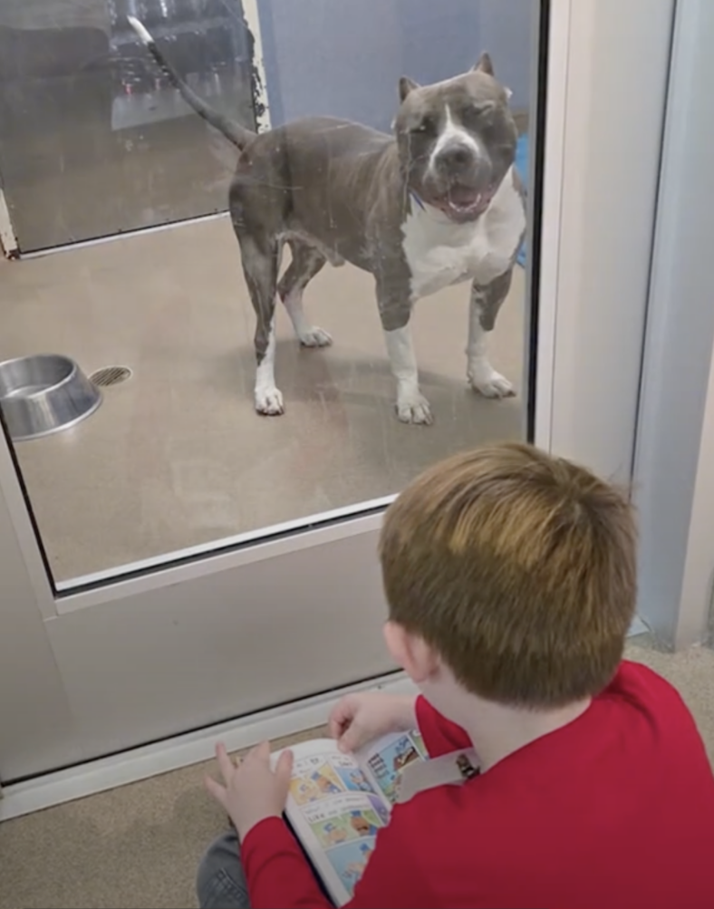 Boy Reads to Lonely Shelter Dog