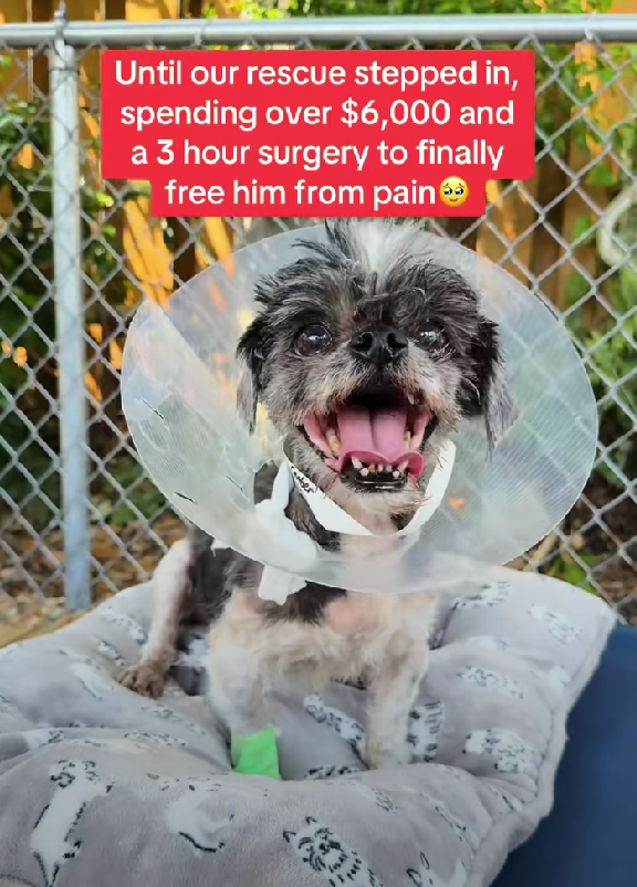 Owner Wanted to Euthanize His Dog—But This Shih Tzu’s 3-Pound Tumor Sparked a Race Against Time