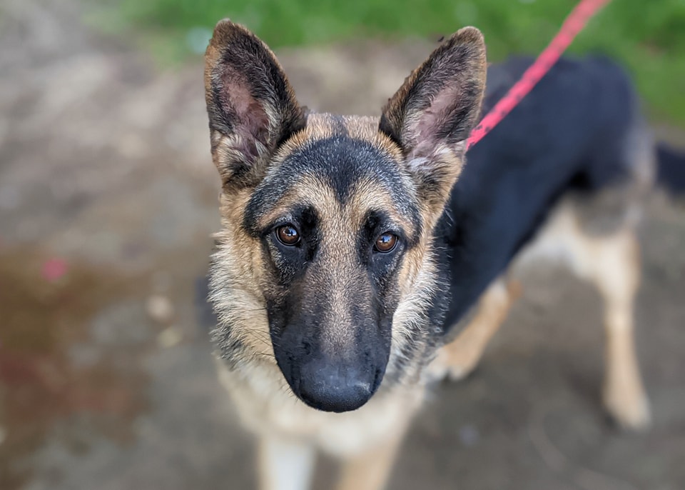 Shiloh 