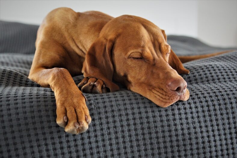 REM Disorder in Dogs