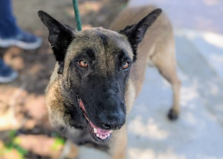 Malory is a Belgian Malinois mix