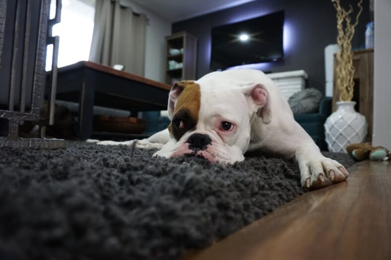 Dog Grieving the Loss of Her Brother Sibling