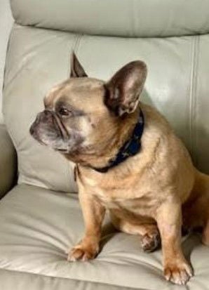 Bo