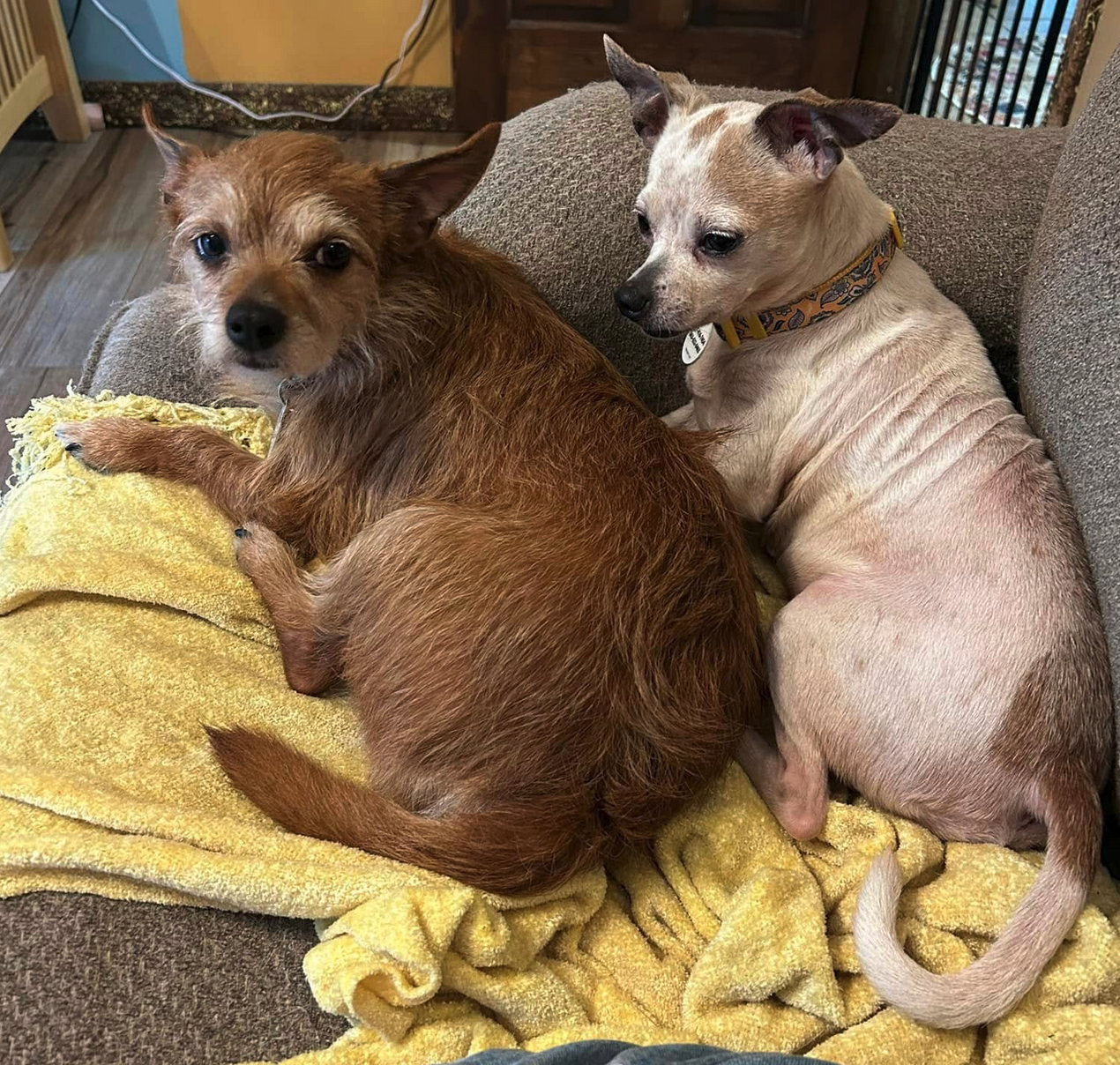Cagney (must be adopted with Lacey) - Terrier