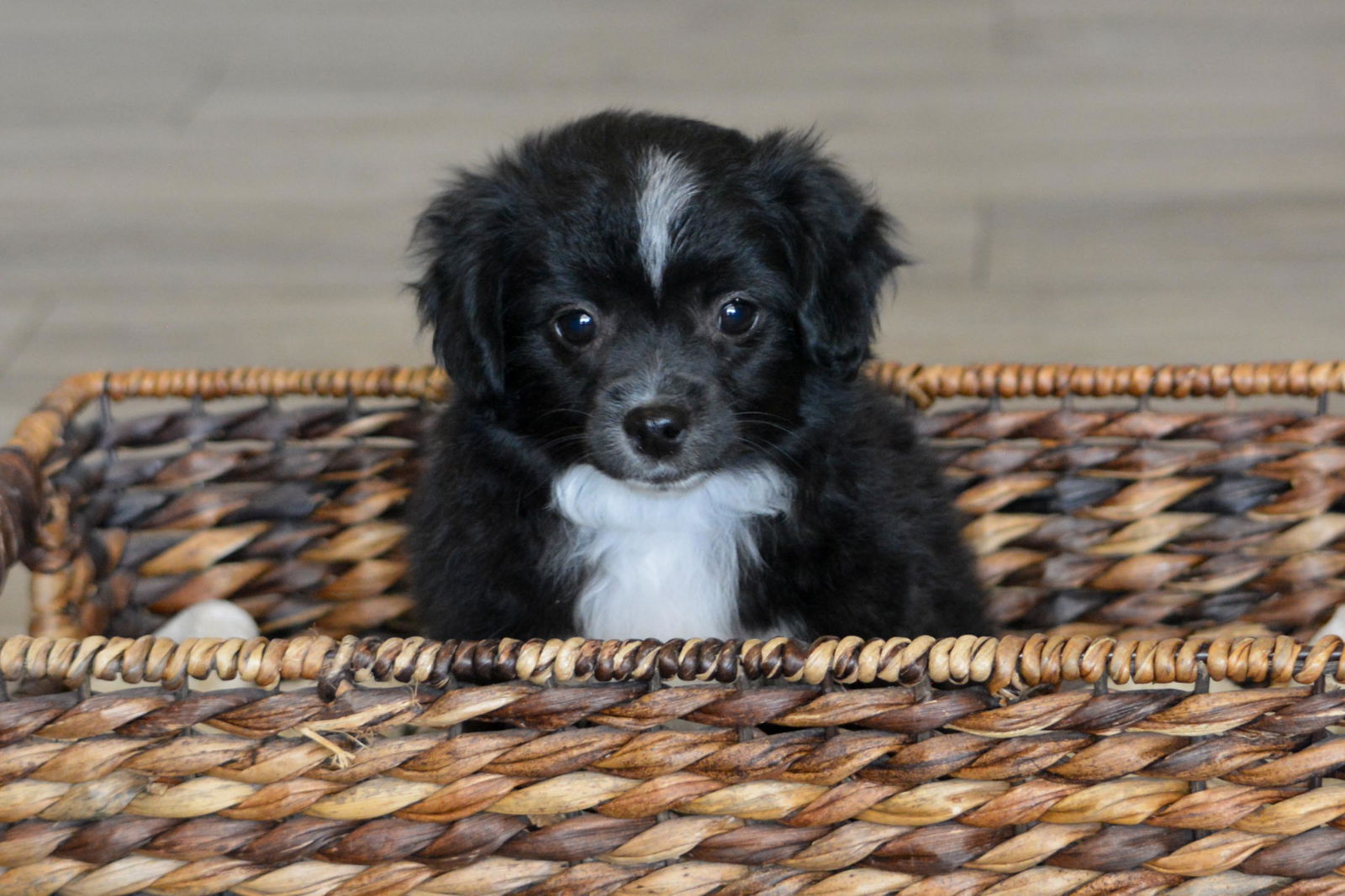 Puppy - Pepper