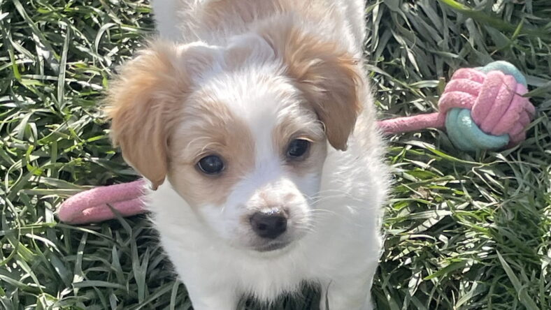 Puppy - Daisy