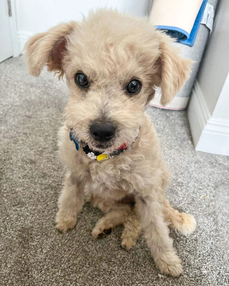 Bo
