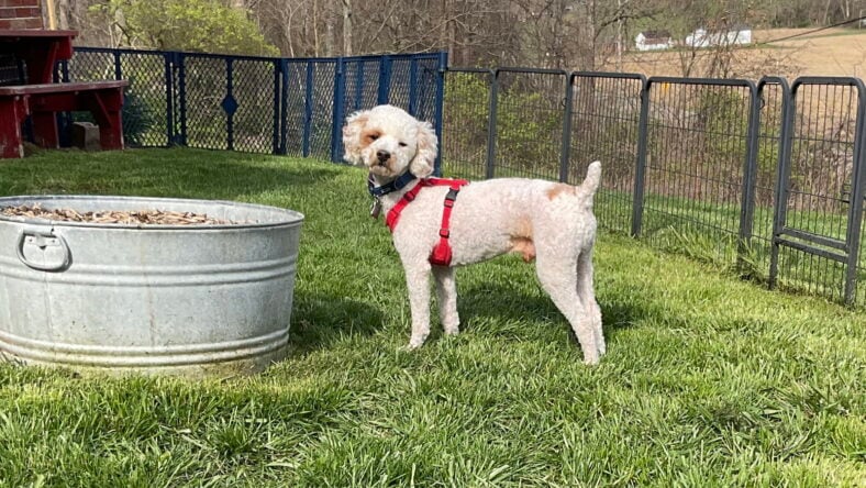 Wyatt - PM