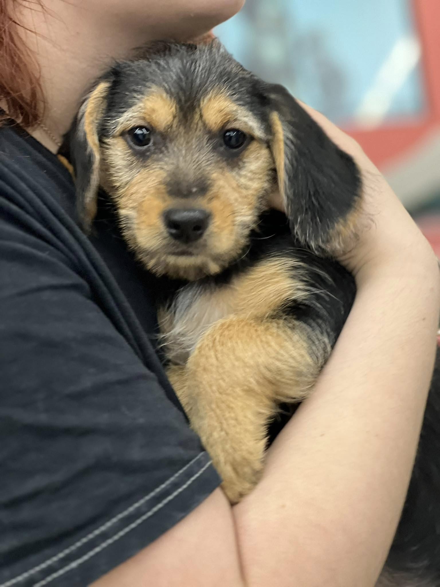 Grace (Beagle Mix Puppy)