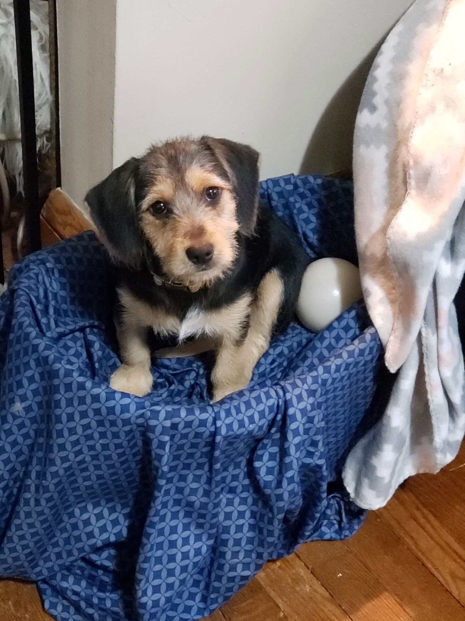 Grace (Beagle Mix Puppy)