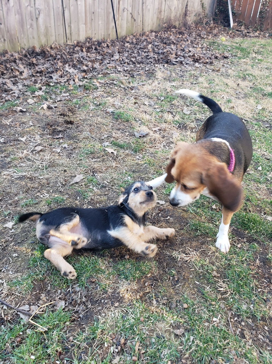 Grace (Beagle Mix Puppy)
