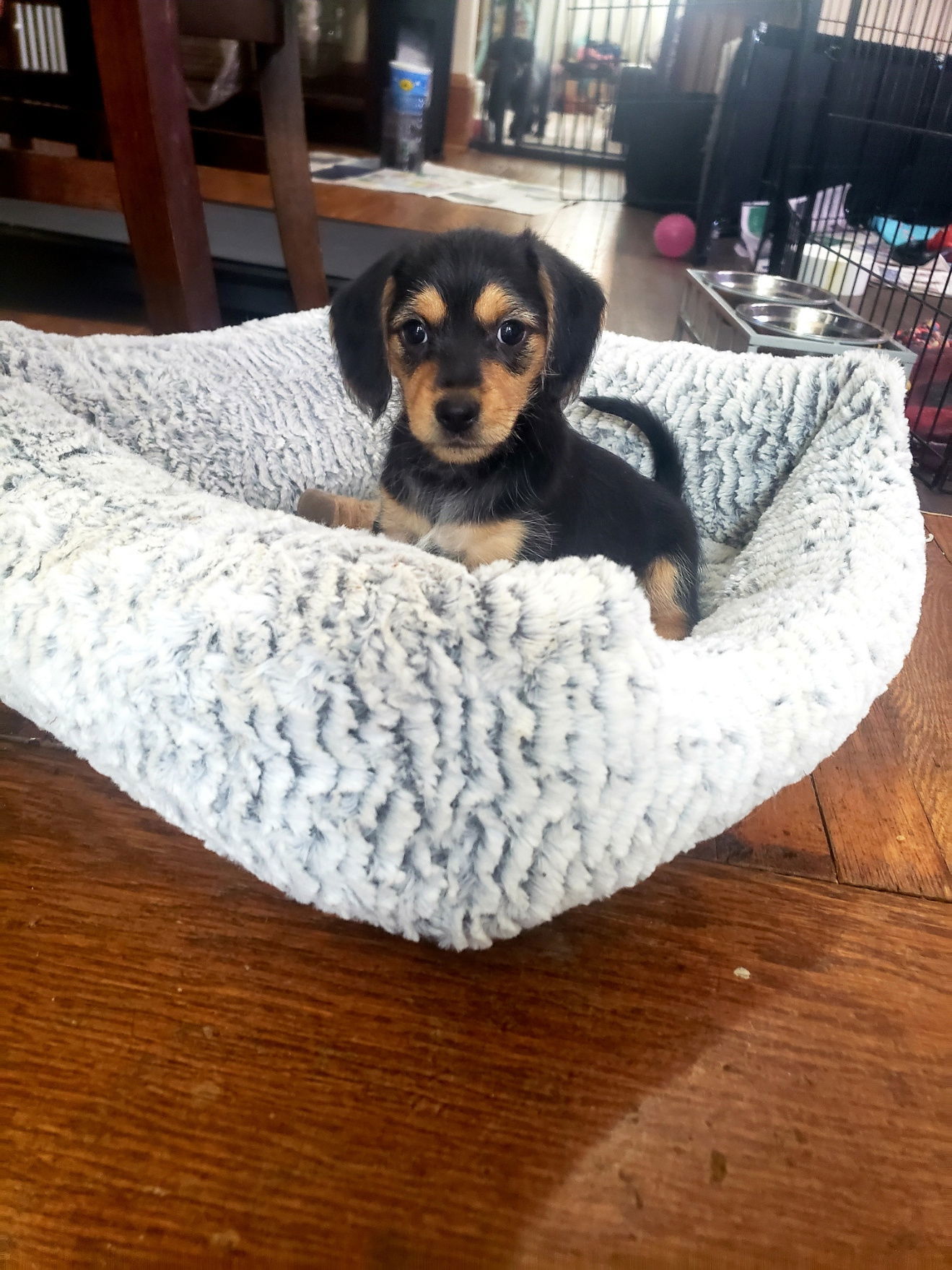 Grace (Beagle Mix Puppy)