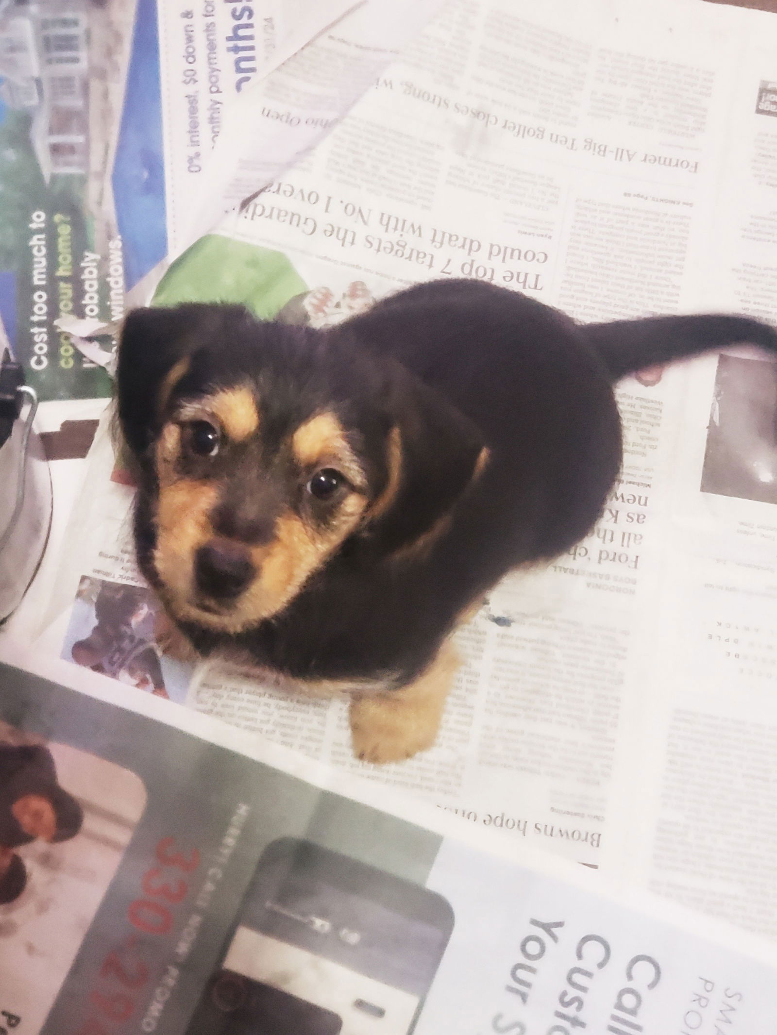 Grace (Beagle Mix Puppy)